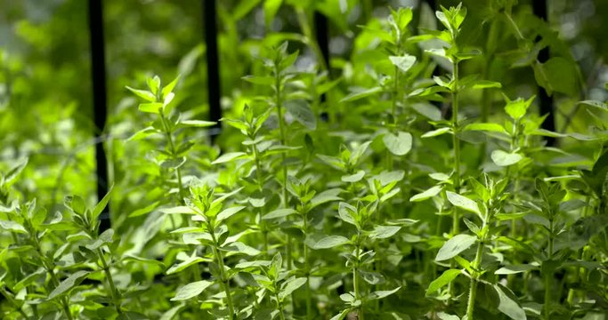 snipping oregano in a home garden with sound
