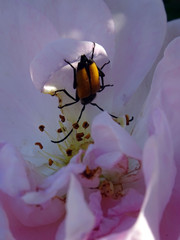 Scarabée et rose