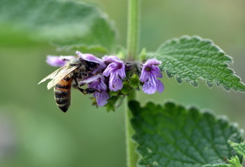 Biene an einer Salbeiblüte
