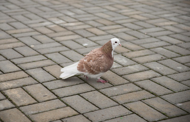 a white-brown dove is important somewhere on tiled bricks