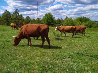 A  herd of brown and spotted cows graze on a meadow in front of the forest in summer