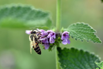 Biene an einer Salbeiblüte
