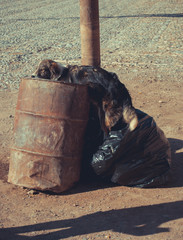 Poor homeless dog abandoned inside a trash can, Animal cruelty concept