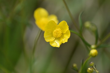 yellow buttercups in spring
