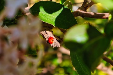 Lady Bug on brown branch in the garden in Czech Republic. Red lady bird with black dots enjoying the sun on brown branch.