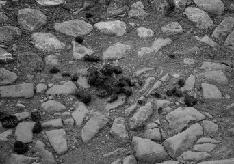 black and white horse excrement on the ground
