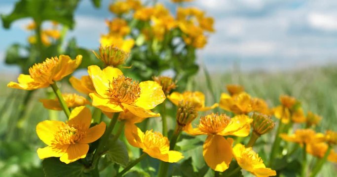 Cinema 4K Slow Motion Yellow flower of Caltha palustris or soldiers button, also known as drunkards