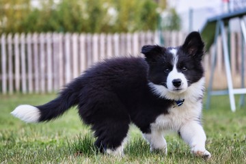 Border Collie puppy enjoying the garden after lockdown. Fluffy Black and white puppy standing on grass in Czech Republic.