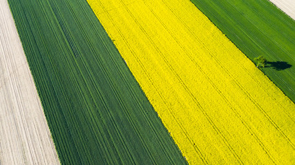 farmlands in the afternoon light from a drone © Krzysztof