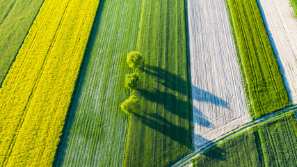farmlands in the afternoon light from a drone © Krzysztof