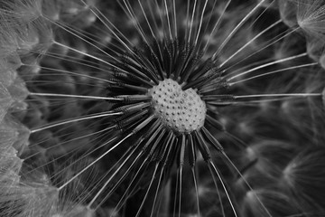 Blow Ball Close Up Black and White