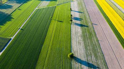 farmlands in the afternoon light from a drone © Krzysztof