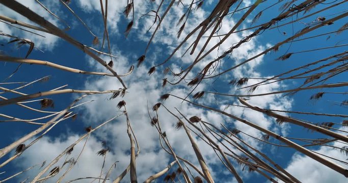 Cinema 4K Slow Motion Sky, clouds and dry cane on wind