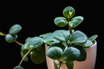 Soft-focus close-up on a new growth on a peperomia "Hope" trailing houseplant on a black background. Exotic trendy houseplant detail.