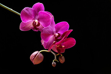 Close-up on beautiful magenta flowers of a moth orchid (Phalaenopsis orchid) on a black background. Exotic trendy houseplant detail against black backdrop.