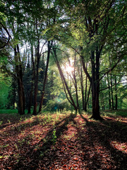 path in the forest