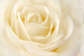 rose white  macro