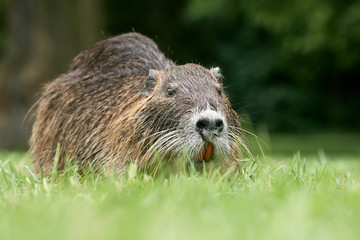 Low angle view of a nutria river rat (Myocastor coypus) in the grass