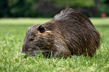 Close-up of Nutria river rat (Myocastor coypus) grazing in public park in Rastatt, Germany
