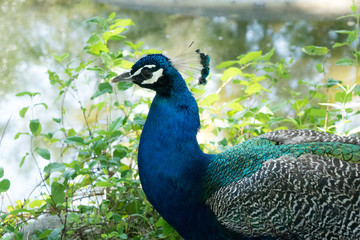 blue peacock large view of the head against the background of the lake and greenery