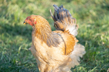 Brahma Gockel stands proudly in the garden - depth of field