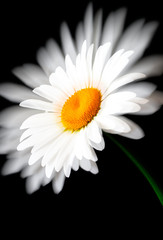 daisy flower on a beautiful background double exposure