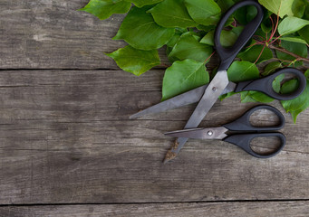 Gardening scissors and green branch on rustic background. Gardening time. Free copy space.