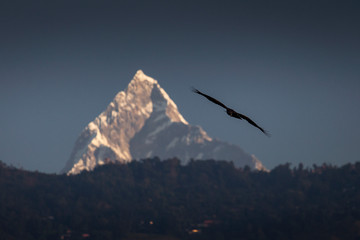 Eagle flying over sacred mountain of Himalaya, Machapuchare peak. Nepal