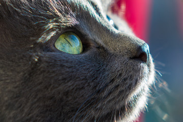 large frame of a cat's face. Russian blue cat or gray Nibelung with green eyes looks into the...