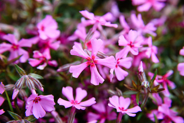 close photo of a large number of pink styloid phlox