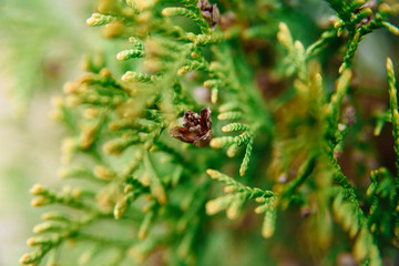 
Closeup of european thuja cones on green leaf background