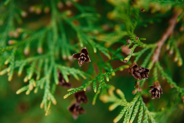 
Closeup of european thuja cones on green leaf background