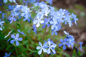 
close photo of a large number of blue styloid phlox