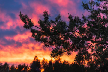 Dark silhouetted pine branches against the backdrop of a beautiful bright sunset. On the horizon, the forces of deciduous trees