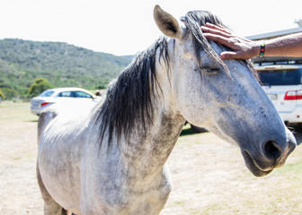 Horse pat on the head
