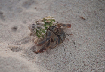 Hermit crab in the sand, habitat Xcacel