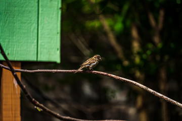 Sparrow On A Branch