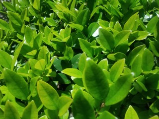 green leaves background