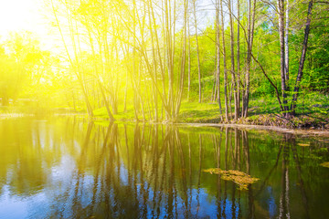 Obraz premium small lake in a forest in a light of evening sun