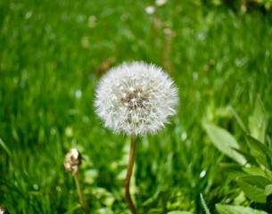 Dandelion in field of grass 
