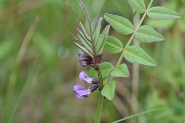 spring flower close up