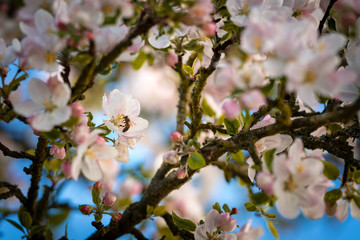 cherry blossom in spring