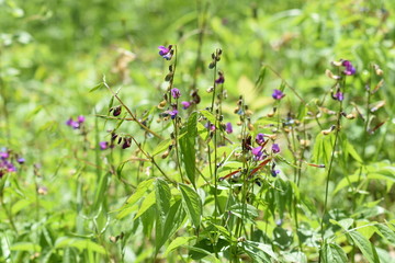 field of wild flowers
