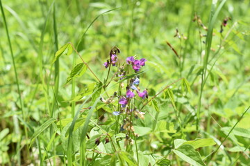 purple flowers on green background