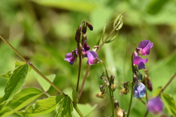wild flowers in the forest