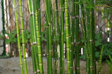 bamboo forest background