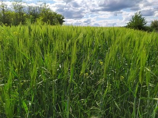 A greenfield of ears and grains under a blue sky