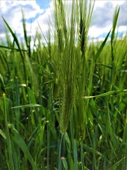 A greenfield of ears and grains under a blue sky