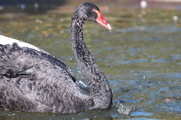 Mourning Swan or Black Swan (in german Schwarzer Schwan or Trauerschwan) Cygnus atratus
