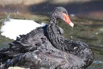 Mourning Swan or Black Swan (in german Schwarzer Schwan or Trauerschwan) Cygnus atratus